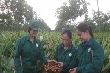 Trồng xen cho lợi nhuận cao